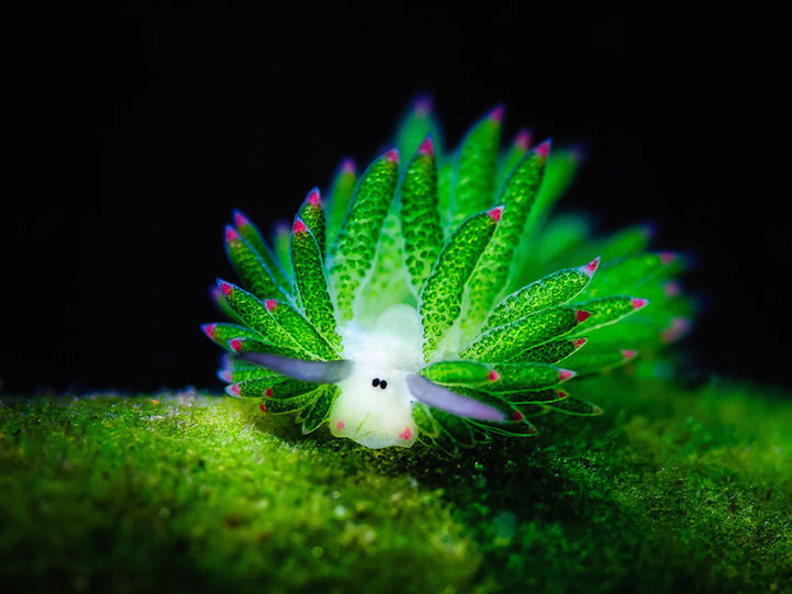 sea slug with white sheep-like face with several magenta-tipped green arms on its back, resting on g